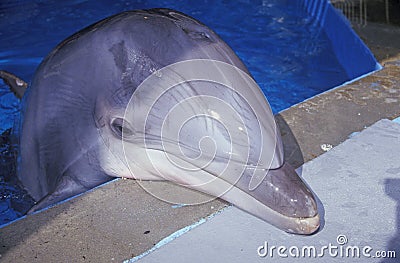 Trained Dolphin, Magic Mountain, Los Angeles, CA Stock Photo