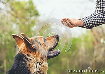 trained German Shepherd performs the exercise. Stock Photo