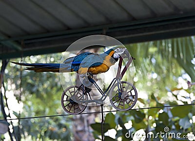 Trained parrot blue-yellow macaw riding a bike Stock Photo