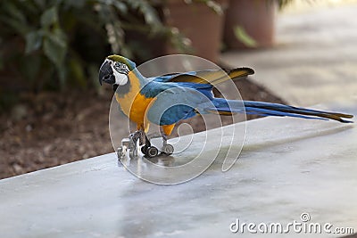 Trained parrot blue-yellow macaw riding Stock Photo