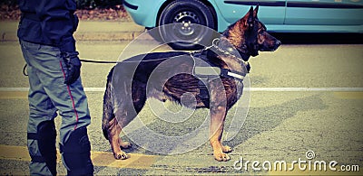 Trained police dog during surveillance along the streets of the Stock Photo