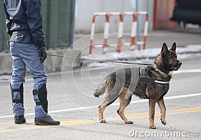 Trained police dog during surveillance along the streets of the Stock Photo