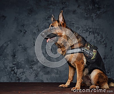 Trained police unit dressed in uniform against dark background Stock Photo