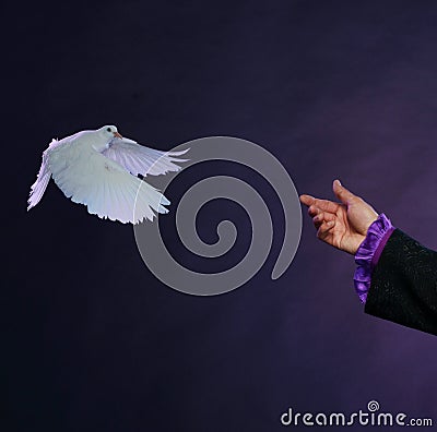 Trained white dove Stock Photo