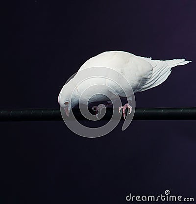 Trained white dove Stock Photo