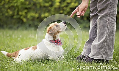 Trainer teaching dog to sit in the grass, pet training concept Stock Photo