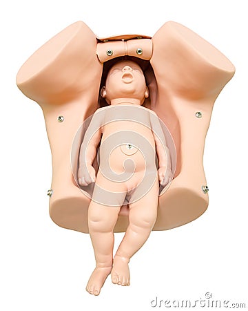 Training anatomy model for students studying medicine. Simulation of birth. Newborn in vagina Stock Photo