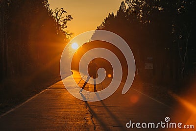 Training an athlete on the roller skaters. Biathlon ride on the roller skis with ski poles, in the helmet. Beautiful Stock Photo