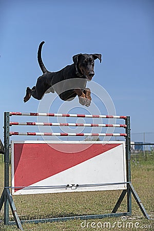 Training of dobermann pinscher Stock Photo