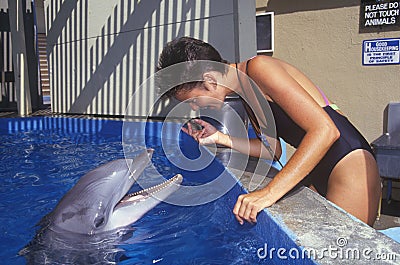 Training dolphin, Magic Mountain, CA Editorial Stock Photo