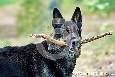 Training of the Eastern European Shepherd dog on the lake shore with aport Stock Photo