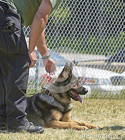 Training of police dogs and officers Editorial Stock Photo