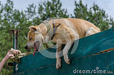 Training service dogs to jump high fence. The first successful results. Stock Photo