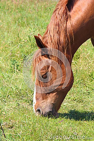 Trait Breton horse in a field in Brittany Stock Photo
