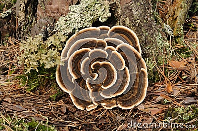 Trametes versicolor fungus Stock Photo