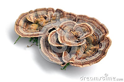 Trametes versicolor mushroom Stock Photo