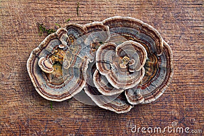 Trametes versicolor fungus Stock Photo
