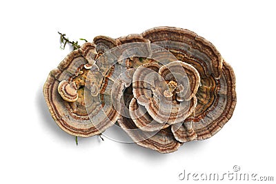 Trametes versicolor mushroom Stock Photo