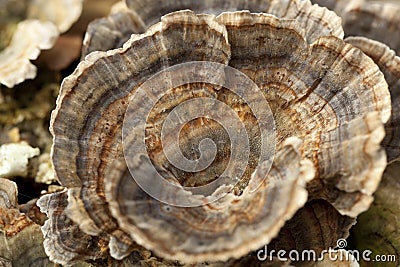 Trametes versicolor Stock Photo