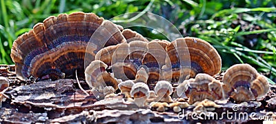 Trametes versicolor, Turkey Tail Mushrooms, common polypore mushroom Stock Photo