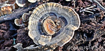 Trametes versicolor, Turkey Tail Mushrooms, common polypore mushroom Stock Photo
