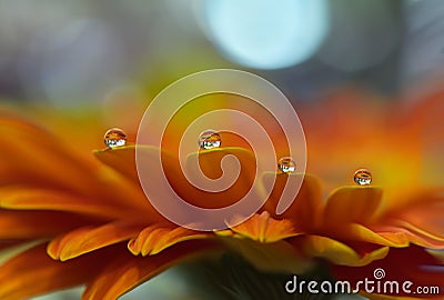 Abstract Macro Photo,water drops.Beautiful Orange Nature Background.Spring,summer,light.Floral Art Design.Wallpaper,pure,plant. Cartoon Illustration