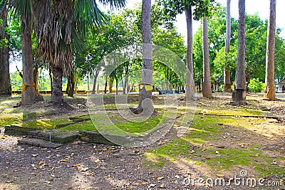 Tranquil Ancient Temple Courtyard: Discover Peace and History Amidst Towering Tree Trunks Stock Photo