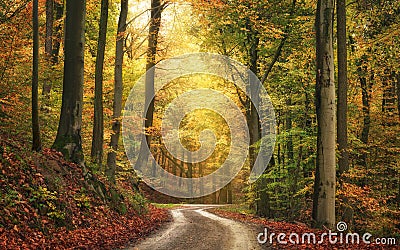 Tranquil autumn scenery in a colorful forest Stock Photo