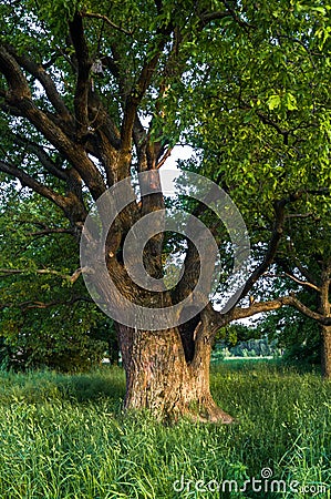 Tranquil beauty of a summer evening in desolate countryside. An old branched oak tree with deep hollow in its trunk and lush crown Stock Photo