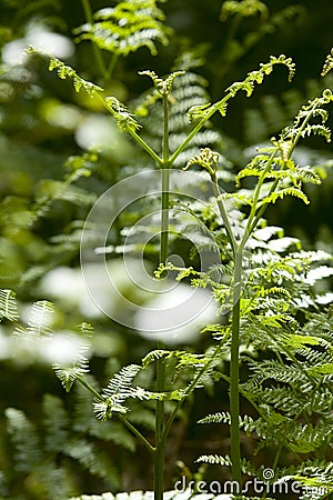 Tranquil Forest Stock Photo