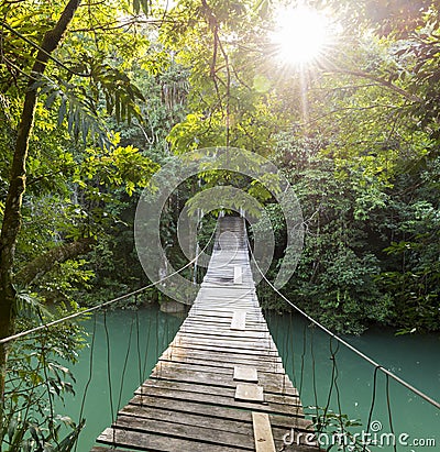 Tranquil Forest Footbridge Stock Photo