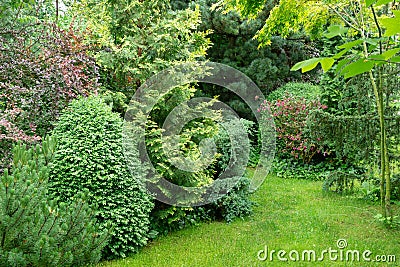 The tranquil landscape of an evergreen garden: Pinus mugo Pumilio, boxwood, Thuja occidentalis Aurea and Juniperus squamata Blue c Stock Photo