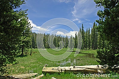 Tranquil Meadow Stock Photo