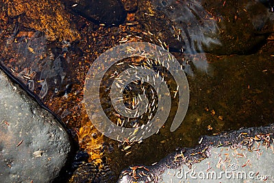 Tranquil Motion - Pine needles rotating in the stream`s current Stock Photo