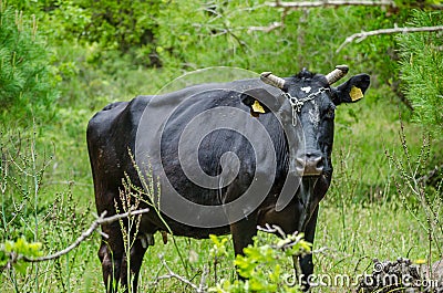 Tranquil Pastoral Scene: Black Bull Grazing in Meadow. Beautiful Black Bull Grazing in a Serene Meadow Landscape. Stock Photo