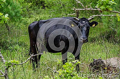 Tranquil Pastoral Scene: Black Bull Grazing in Meadow. Green Grass in Background. Countryside in Rural Place in Greece Stock Photo