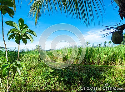 Tranquil Rainforest: Lush Green Foliage Under Blue Sky Stock Photo
