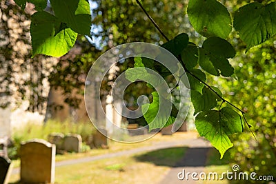 Tranquil scene of autumn green leaves seen hanging from a cemetery tree. Stock Photo