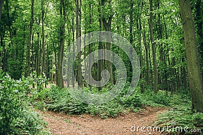 Tranquil scene in the deep green beech forest with a path trail outdoors. Fork road and junction concept Stock Photo