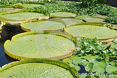 Tranquil scene of a pond surrounded by royal water lily leaves floating on the surface Stock Photo