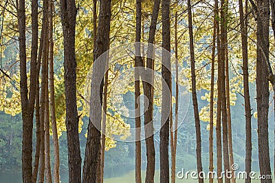 Tranquil scenery of lakeside forest Stock Photo