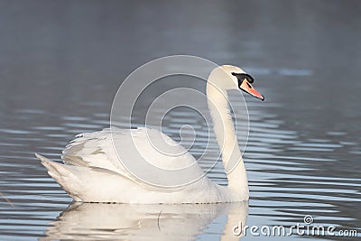 Tranquil Elegance : The Graceful Swan on Still Waters Stock Photo