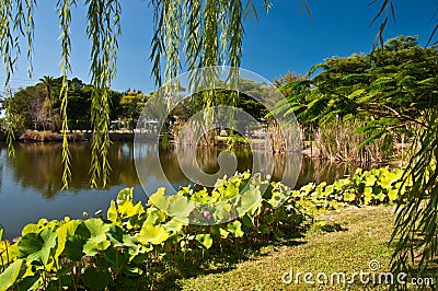 Tranquil tropical pond Stock Photo