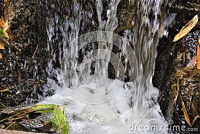 Water scenery at the Phoenix Zoo, Arizona Center for Nature Conservation, Phoenix, Arizona, United States Stock Photo