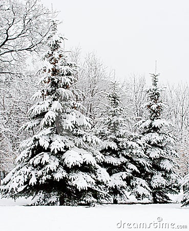 Tranquil winter fir forest Stock Photo