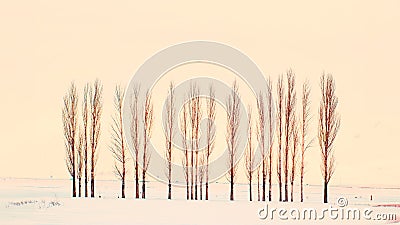 A tranquil winter scene with rows of poplar trees colored in peach feather hues. Stock Photo