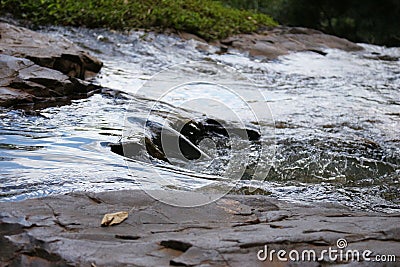 River water runs toward a waterfall Stock Photo