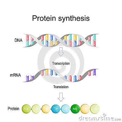 Transcription and translation. Protein synthesis Vector Illustration