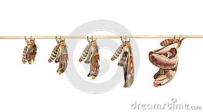 Transformation of attacus atlas moth on white Stock Photo