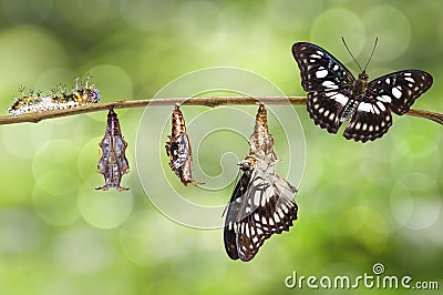Transformation from caterpillar , chrysalis of Black-veined sergeant butterfly ( Athyma ranga ) hanging on twig Stock Photo